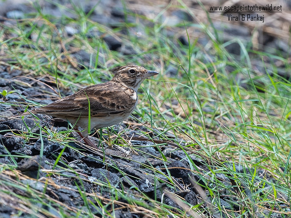 Malabar Lark